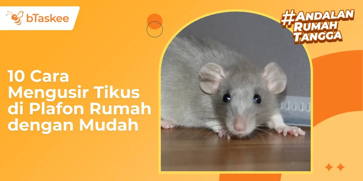 10 Cara Mengusir Tikus di Plafon Rumah dengan Mudah