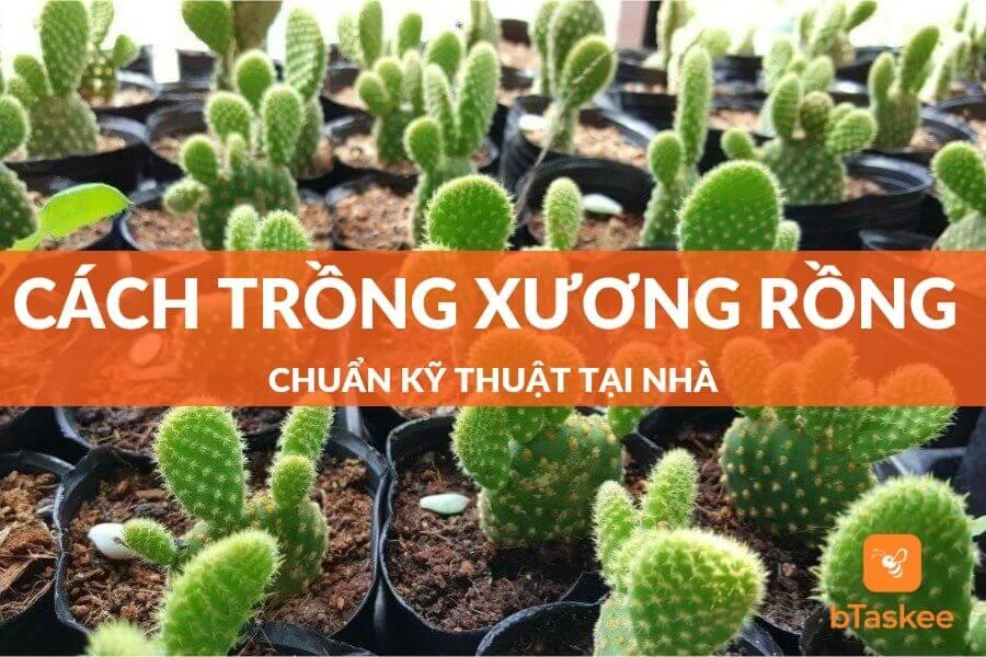 Cách Trồng Xương Rồng Đơn Giản Và Đúng Cách Tại Nhà