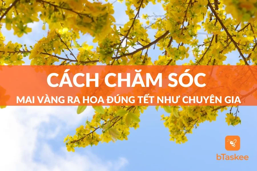 Cách Chăm Sóc Mai Vàng Ra Hoa Đúng Tết Chuẩn Thợ Vườn Không Thể Bỏ Qua