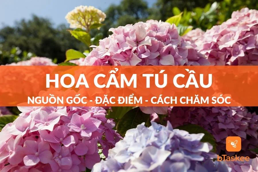Hoa Cẩm Tú Cầu: Nguồn Gốc, Đặc Điểm, Ý Nghĩa Và Cách Chăm Sóc