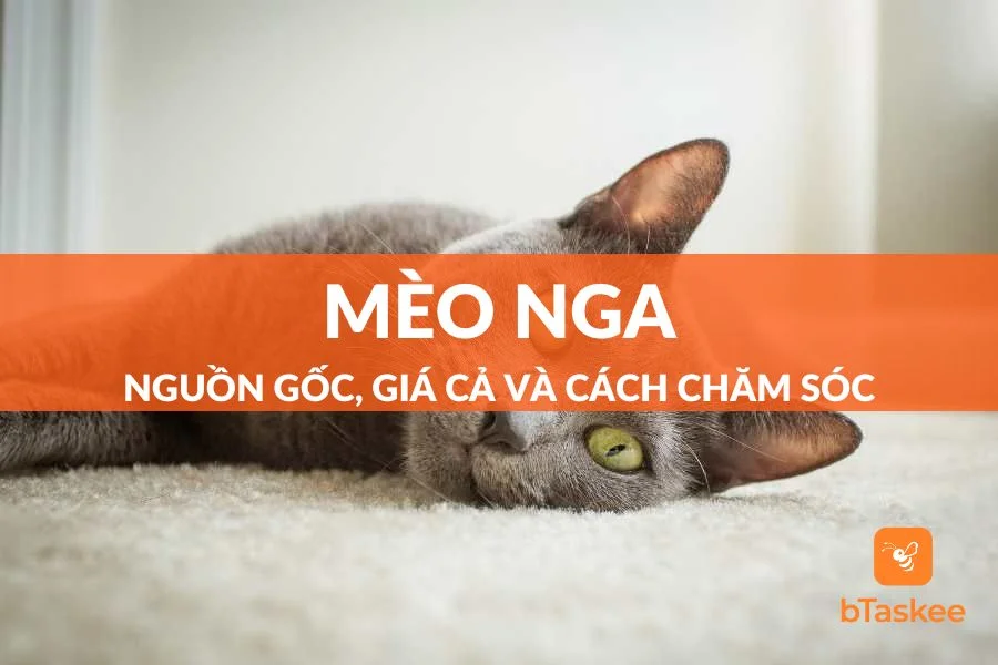 Mèo Nga: Nguồn Gốc, Giá Cả Và Hướng Dẫn Cách Chăm Sóc