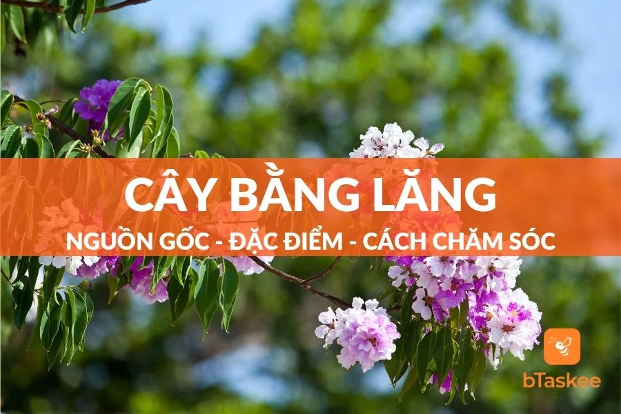 Cây Bằng Lăng: Nguồn Gốc, Đặc Điểm, Ý Nghĩa Và Cách Chăm Sóc