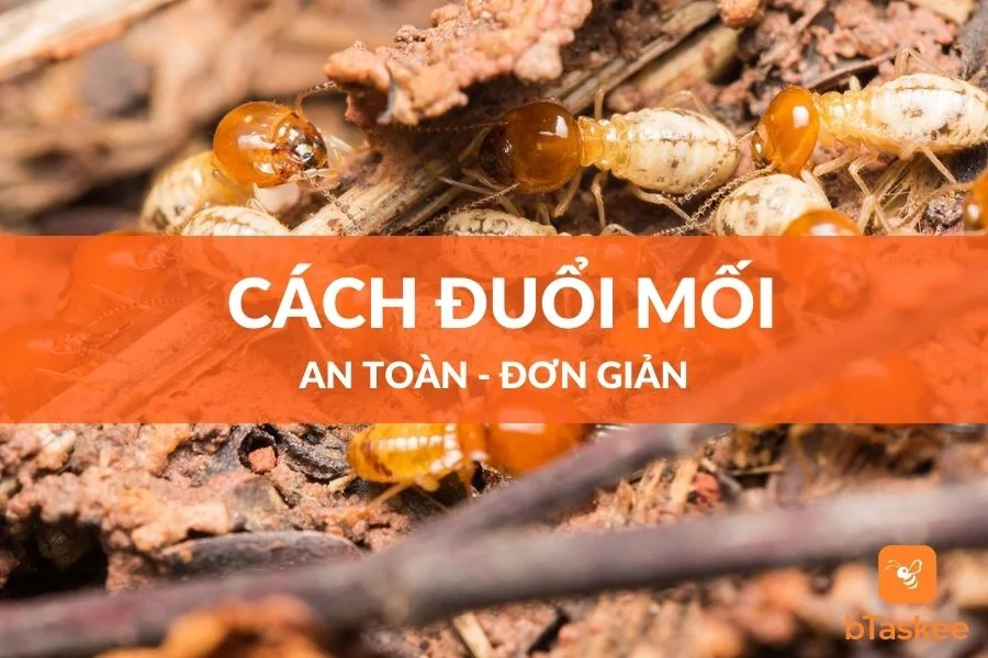 8 Cách Đuổi Mối Tận Gốc Tại Nhà Vô Cùng Hiệu Quả
