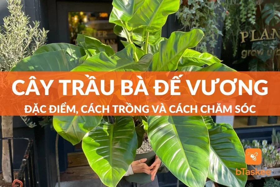 Cây Trầu Bà Đế Vương: Đặc Điểm, Ý Nghĩa, Cách Trồng Và Chăm Sóc