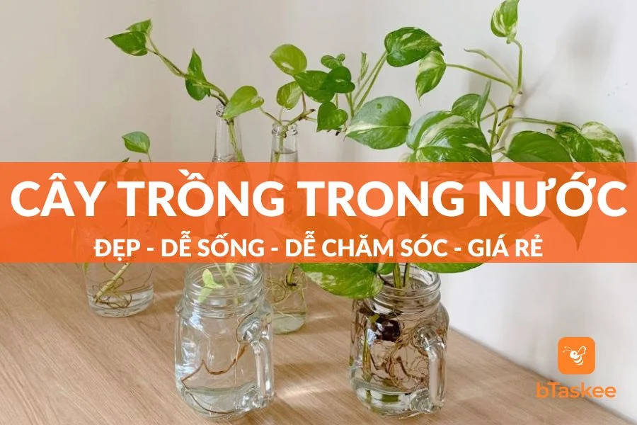 27 Cây Trồng Trong Nước Dễ Chăm Trang Trí Trong Nhà
