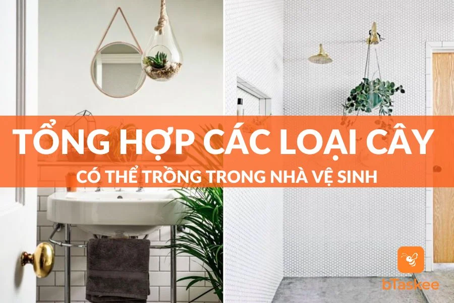 10+ Cây Có Thể Trồng Trong Nhà Vệ Sinh Khử Mùi Tốt Nhất