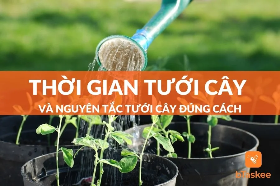 Nên Tưới Cây Vào Lúc Nào Trong Ngày Là Hợp Lý?