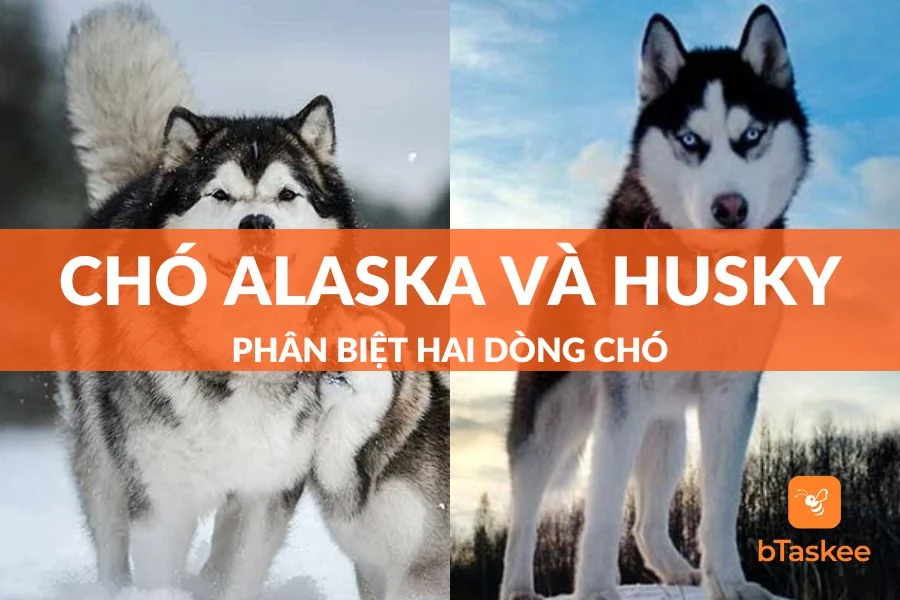 Hướng Dẫn Cách Phân Biệt Chó Alaska Và Husky Như Chuyên Gia