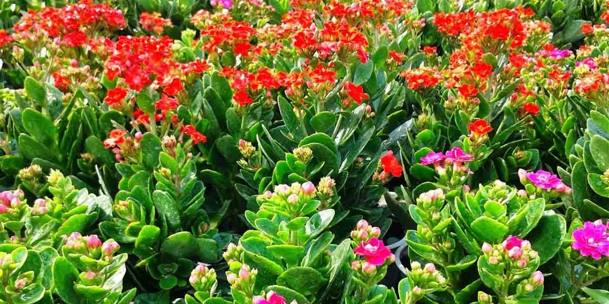 Có Nên Trồng Cây Sống Đời Trong Nhà Hay Không?