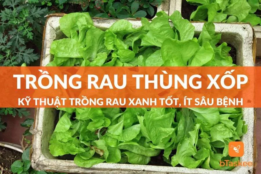 Cách Trồng Rau Trong Thùng Xốp Tươi Tốt, Ít Sâu Bệnh