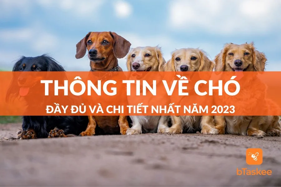 Chó: Nguồn Gốc - Giống Loài - Phân Loại - Giá Bán Tại Việt Nam