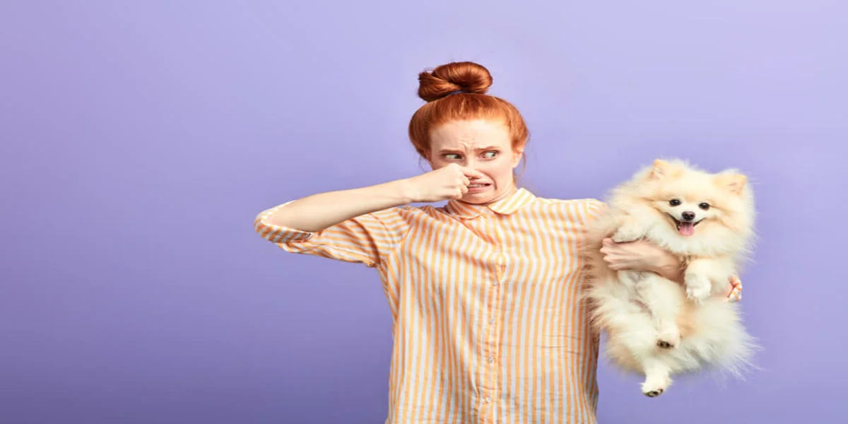 11 Cách Khử Mùi Hôi Chó Mèo Hiệu Quả Nhất Hiện Nay