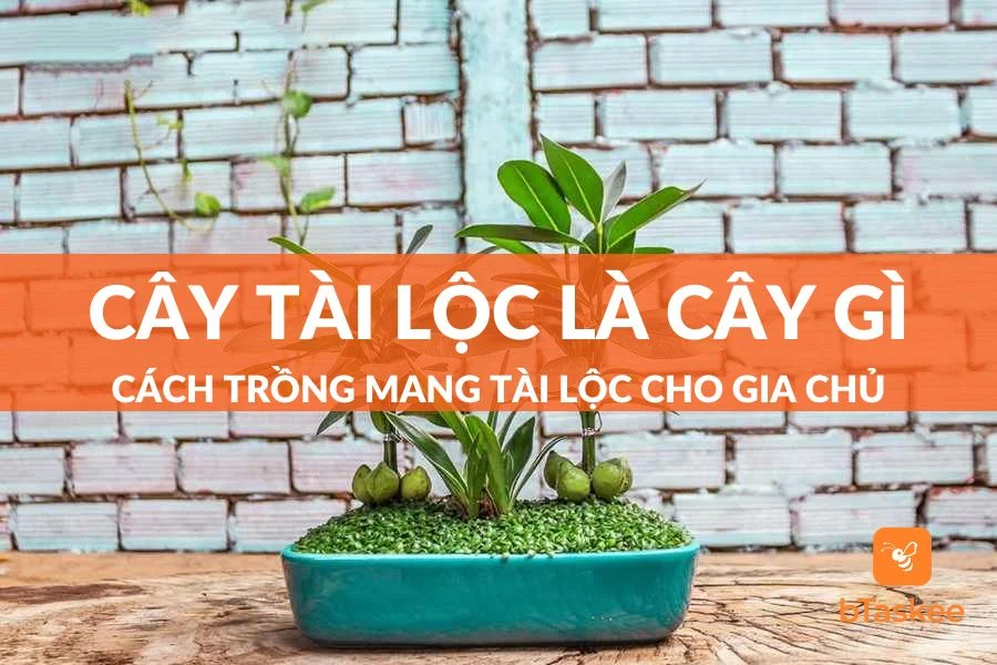 Cây Tài Lộc Là Cây Gì? Cách Trồng Mang Tài Lộc Cho Gia Chủ