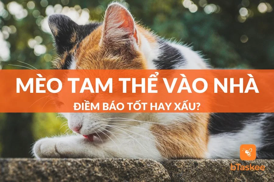 [Giải Mã] Mèo Tam Thể Vào Nhà Điềm Báo Tốt Hay Xấu?