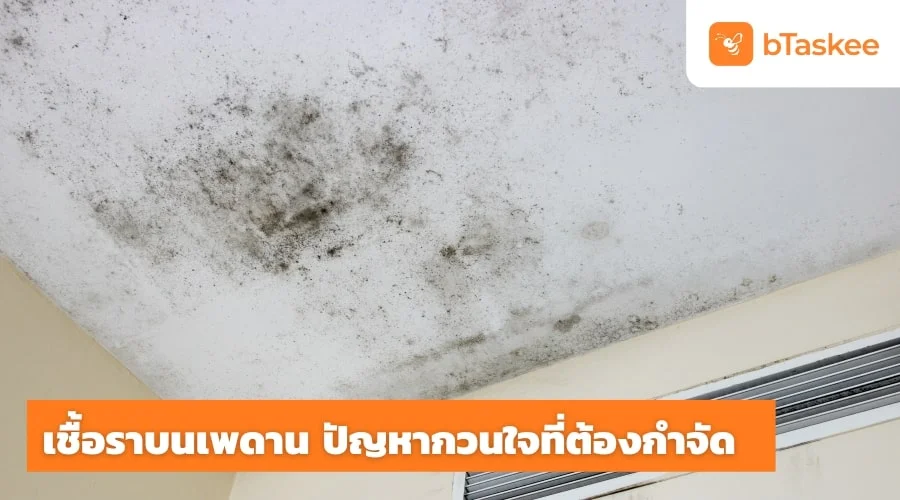 เชื้อราบนเพดาน ปัญหากวนใจที่ต้องกำจัด