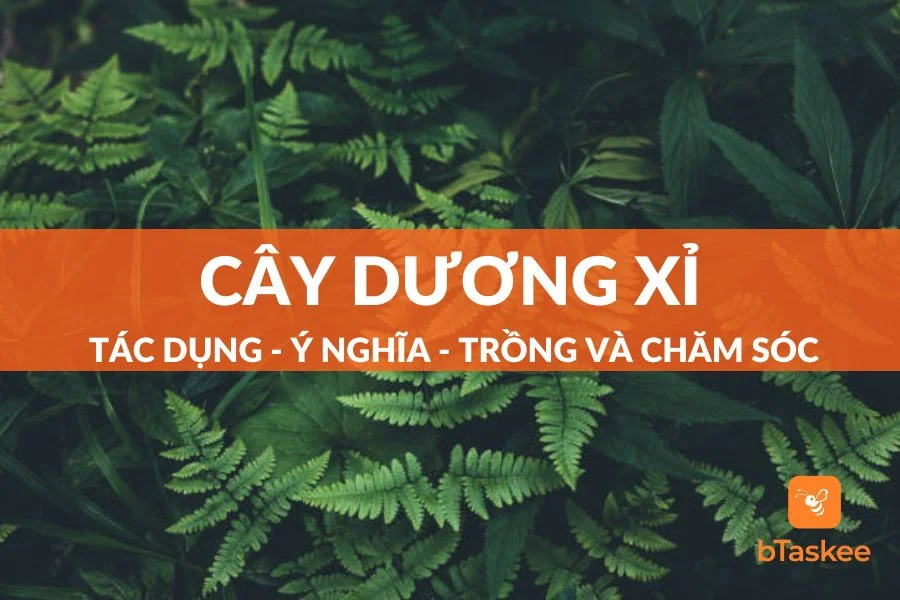 Cây Dương Xỉ: Tác Dụng - Ý Nghĩa - Cách Trồng Và Chăm Sóc