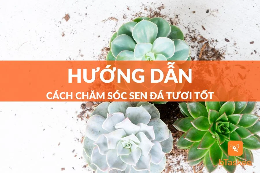 Cách Chăm Sóc Sen Đá Phát Triển Tươi Tốt, Ít Sâu Bệnh
