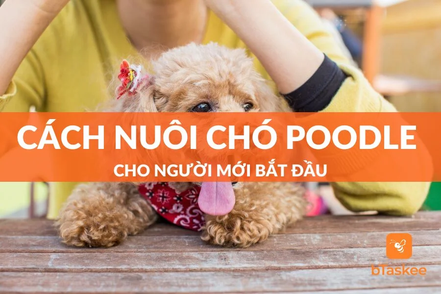 Cách Nuôi Chó Poodle Đầy Đủ Nhất Cho Người Mới Bắt Đầu