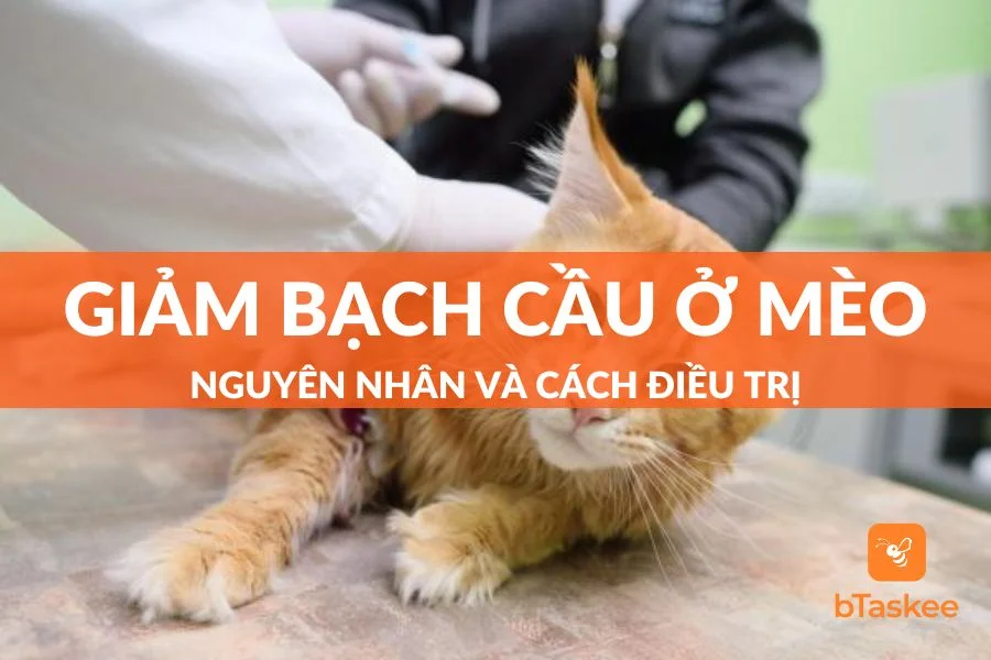 Bệnh Giảm Bạch Cầu Ở Mèo: Nguyên Nhân Và Cách Điều Trị