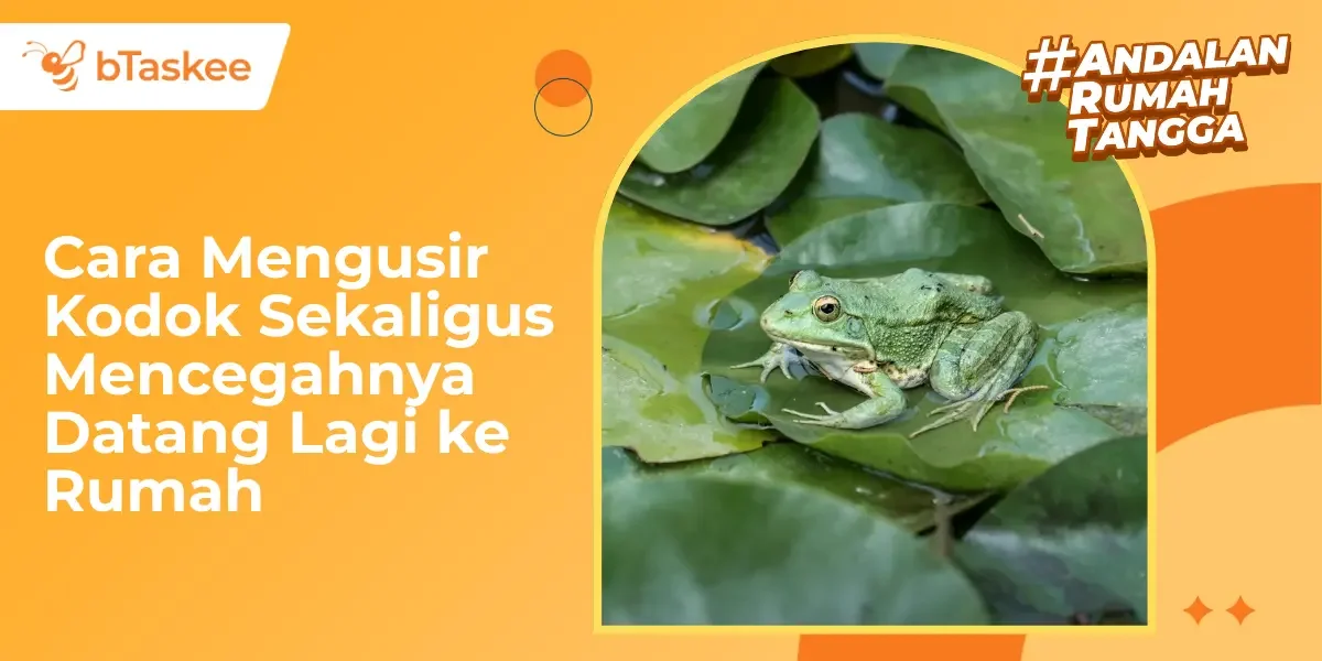 Cara Mengusir Kodok Sekaligus Mencegahnya Datang Lagi ke Rumah