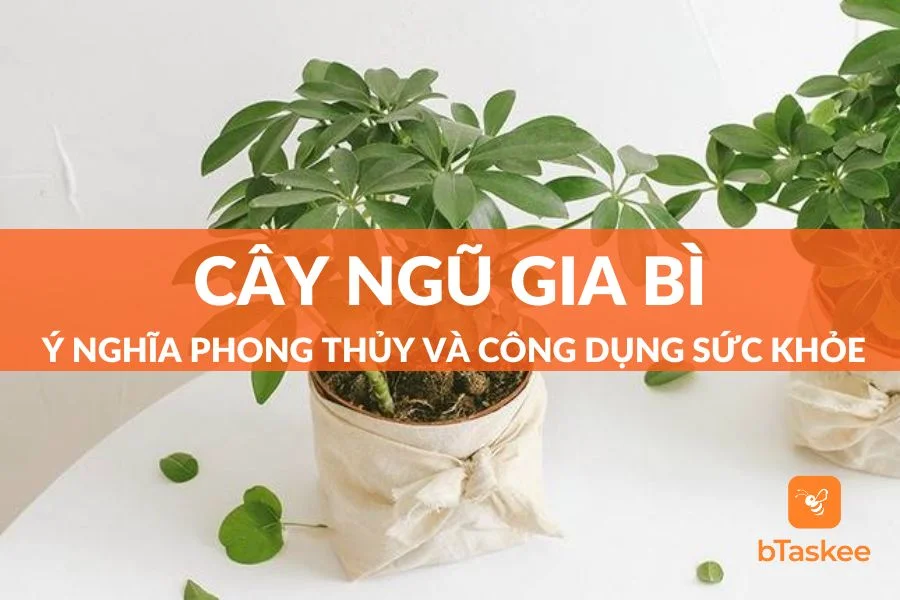 Cây Ngũ Gia Bì: Ý Nghĩa Phong Thủy Và Công Dụng Sức Khỏe