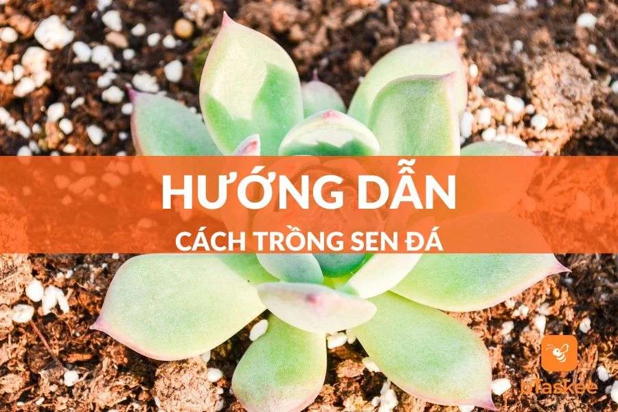 Cách Trồng Sen Đá Đơn Giản Cho Người Mới Bắt Đầu