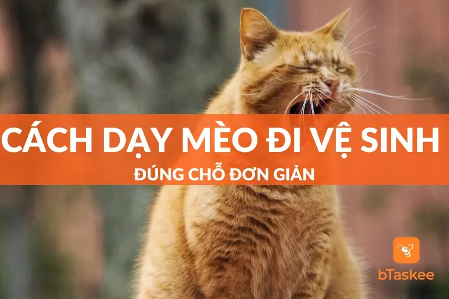 Cách Dạy Mèo Đi Vệ Sinh Đúng Chỗ Dễ Thành Công