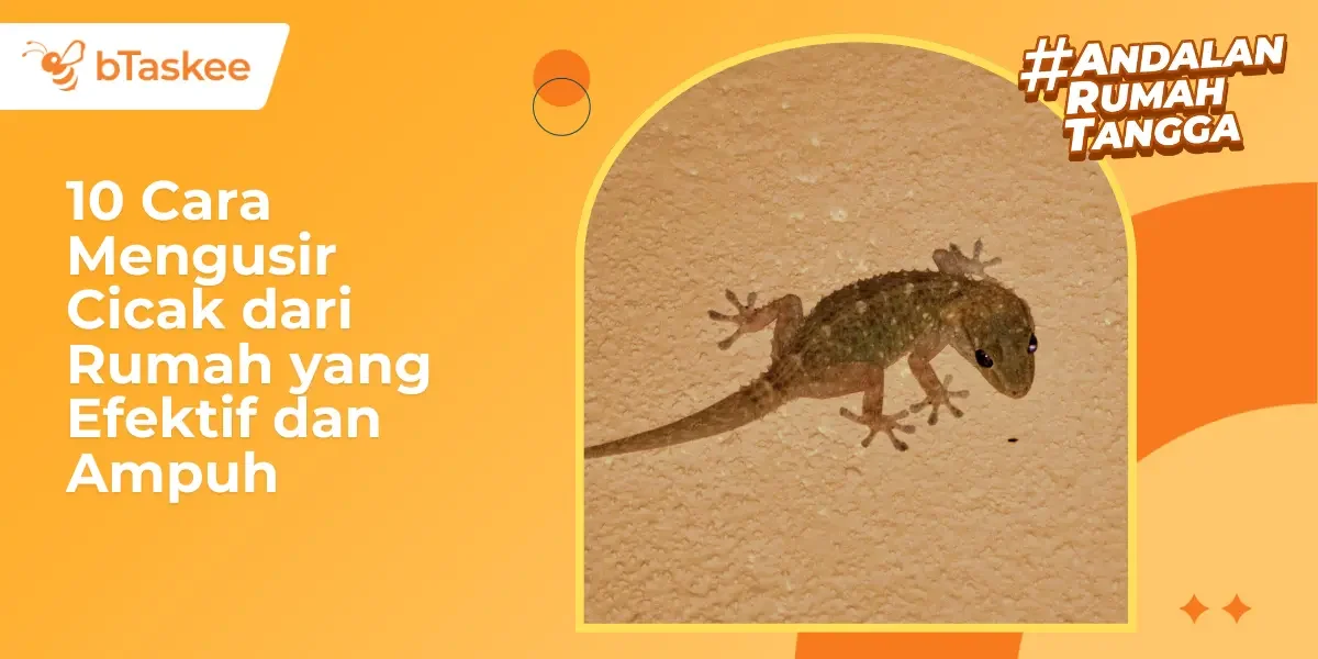 10 Cara Mengusir Cicak dari Rumah yang Efektif dan Ampuh