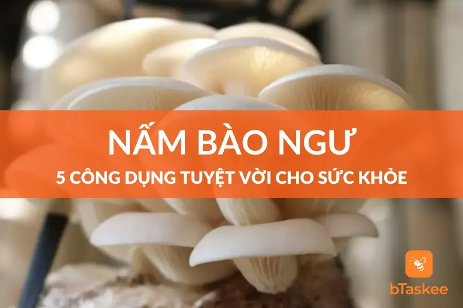 Nấm Bào Ngư Và 5 Công Dụng Tuyệt Vời Cho Sức Khỏe