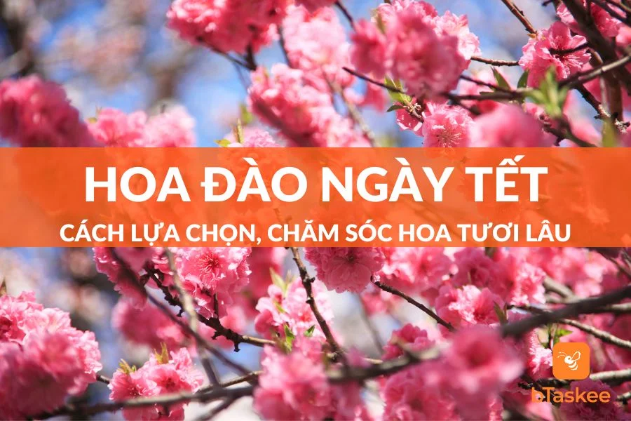 Cách Lựa Chọn, Chăm Sóc Hoa Đào Ngày Tết Tươi Lâu
