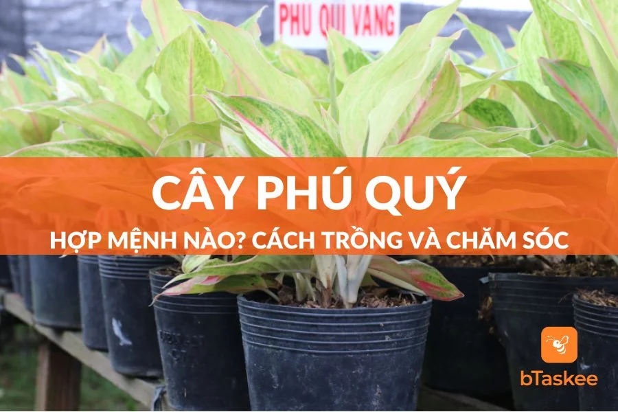 Cây Phú Quý: Hợp Mệnh Nào?  Cách Trồng Và Chăm Sóc