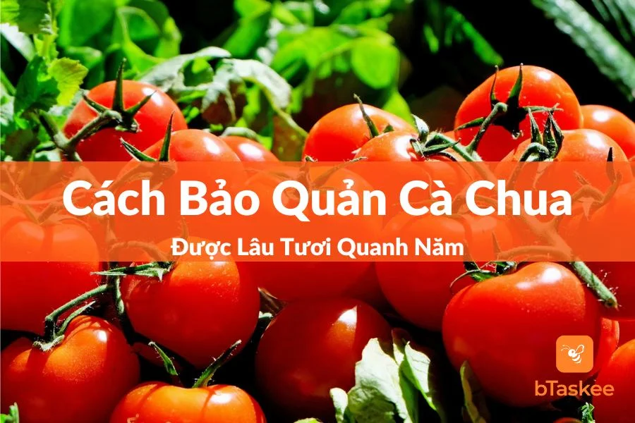 Phương Pháp Bảo Quản Cà Chua Được Lâu Ăn Quanh Năm