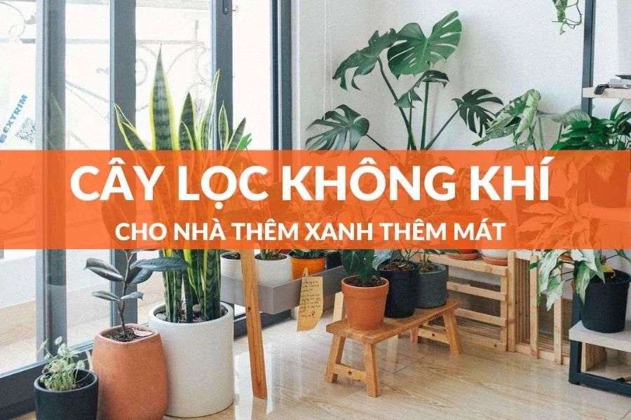 Cây Lọc Không Khí Cho Nhà Thêm Xanh, Thêm Thoáng Mát