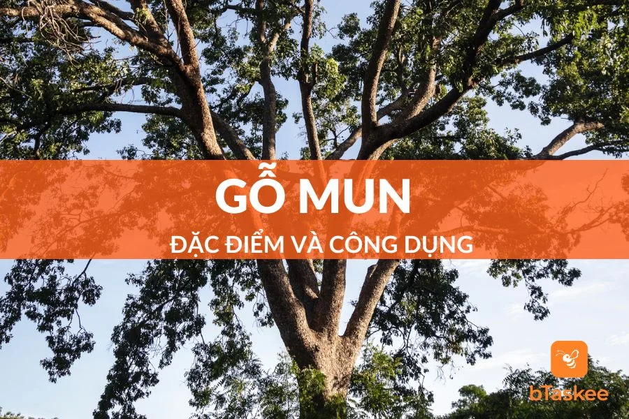 Gỗ Mun Có Những Loại Nào, Sử Dụng Ra Sao?