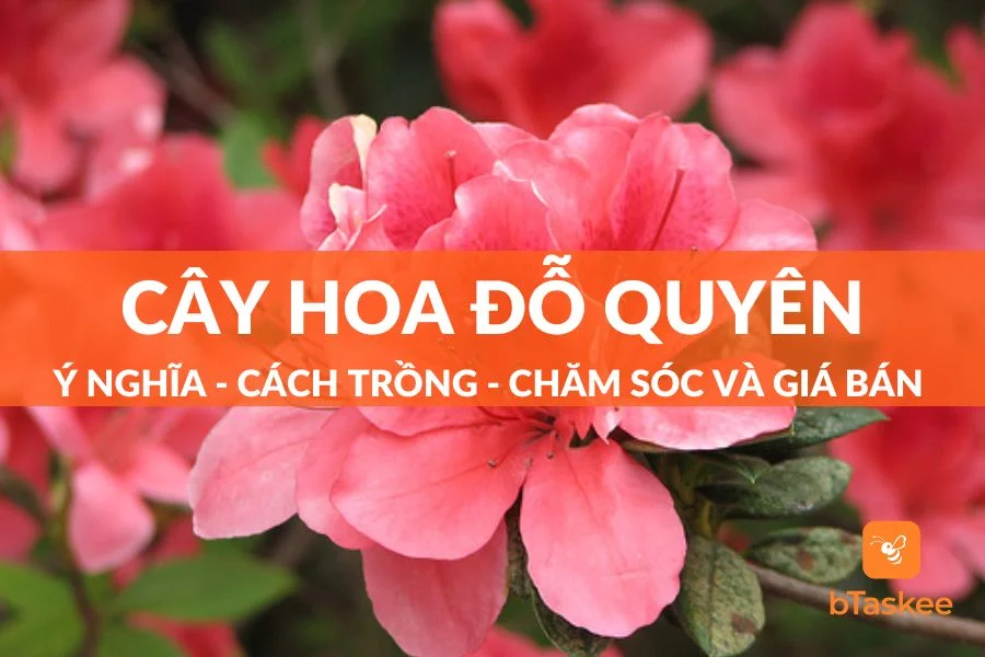 Cây Đỗ Quyên: Ý Nghĩa - Cách Trồng - Chăm Sóc - Giá Bán