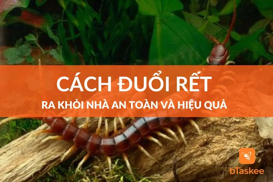Cách Đuổi Rết Ra Khỏi Nhà An Toàn Và Hiệu Quả