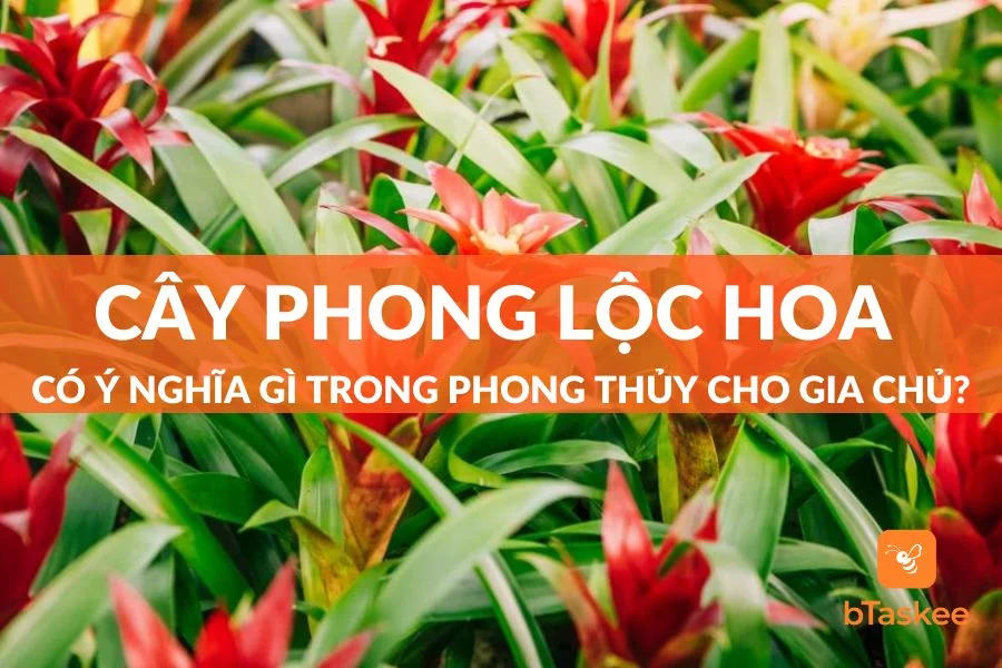 Cây Phong Lộc Hoa Có Ý Nghĩa Phong Thủy Gì Cho Gia Chủ?