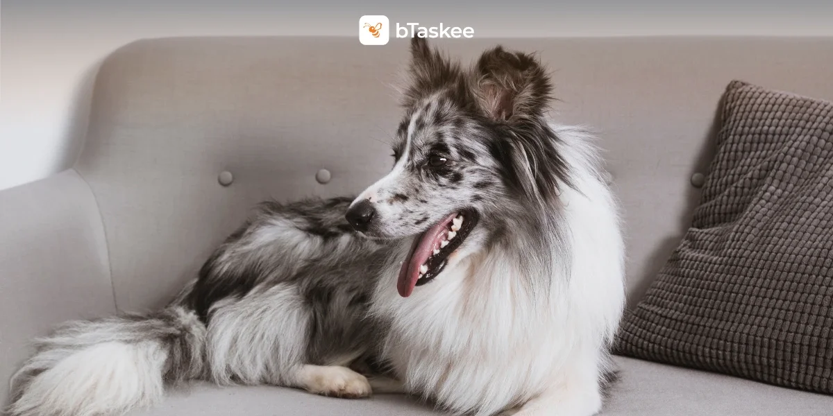 Cara Membersihkan Bulu Hewan Di Sofa Dengan Mudah