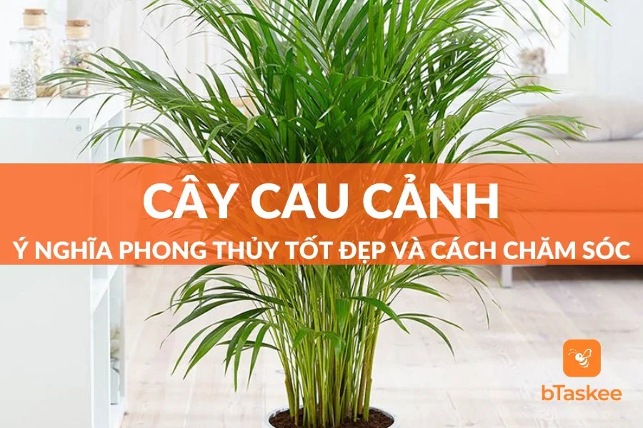 Cây Cau Cảnh: Ý Nghĩa Phong Thủy Và Cách Chăm Sóc