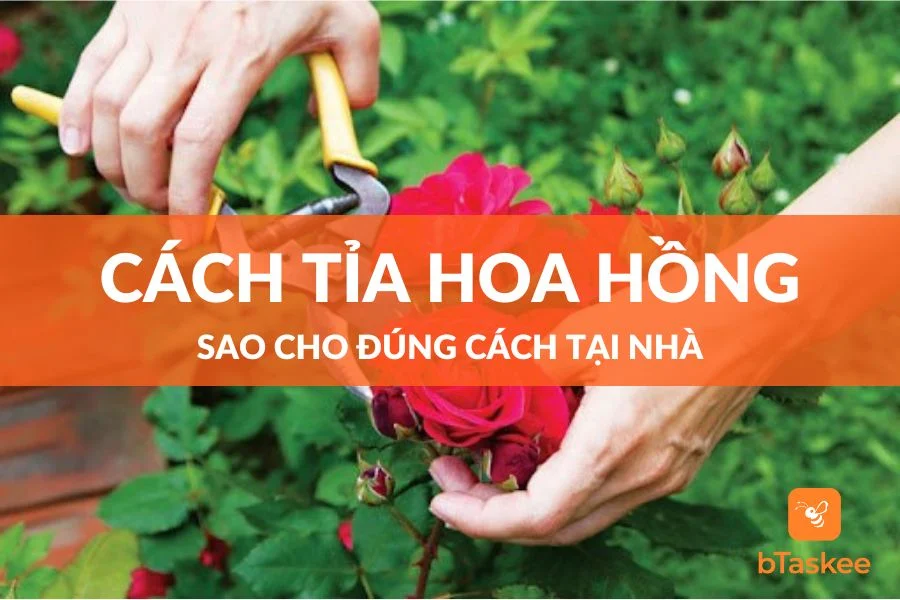 Cách Cắt Tỉa Hoa Hồng Đúng Cách Giúp Hoa Nở Đẹp