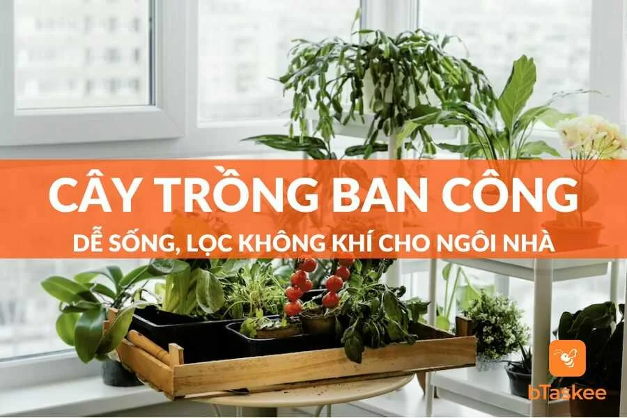 Top 10 Cây Trồng Ban Công Dễ Sống, Lọc Không Khí Cho Ngôi Nhà