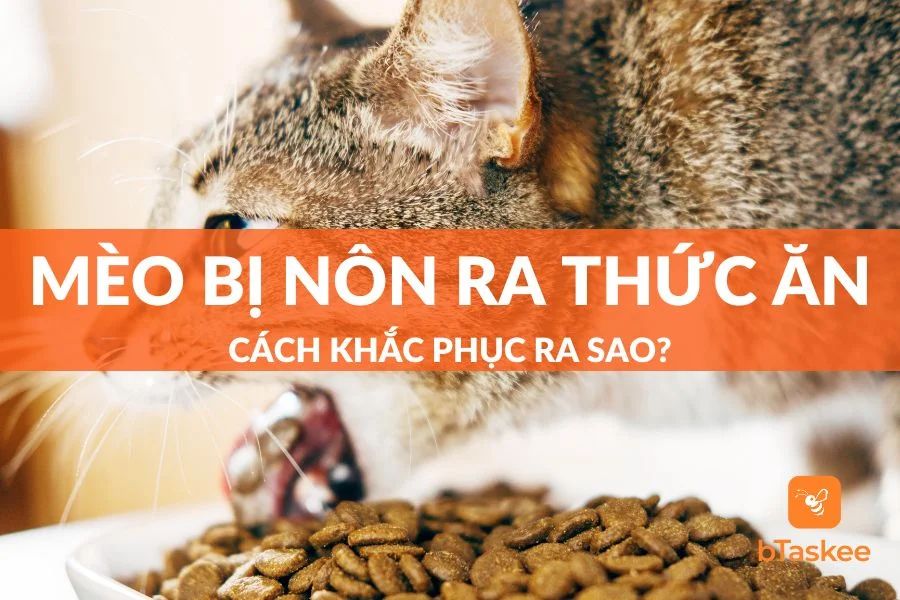 Vì Sao Mèo Bị Nôn Ra Thức Ăn? Cách Khắc Phục Ra Sao?