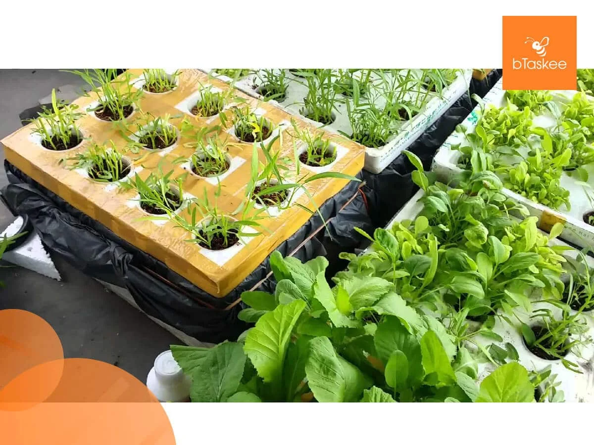 Rau Hữu Cơ Là Gì – 5 Lợi Ích Bất Ngờ Từ Rau Hữu Cơ