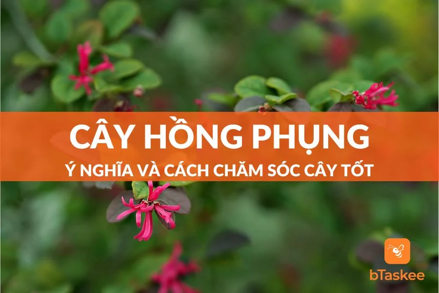 Cây Hồng Phụng Là Cây Gì? Ý Nghĩa Và Cách Chăm Cây Tốt