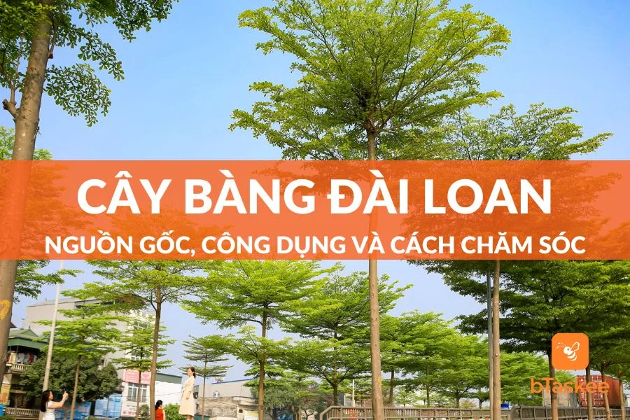 Cây Bàng Đài Loan: Nguồn Gốc, Công Dụng, Cách Chăm Sóc