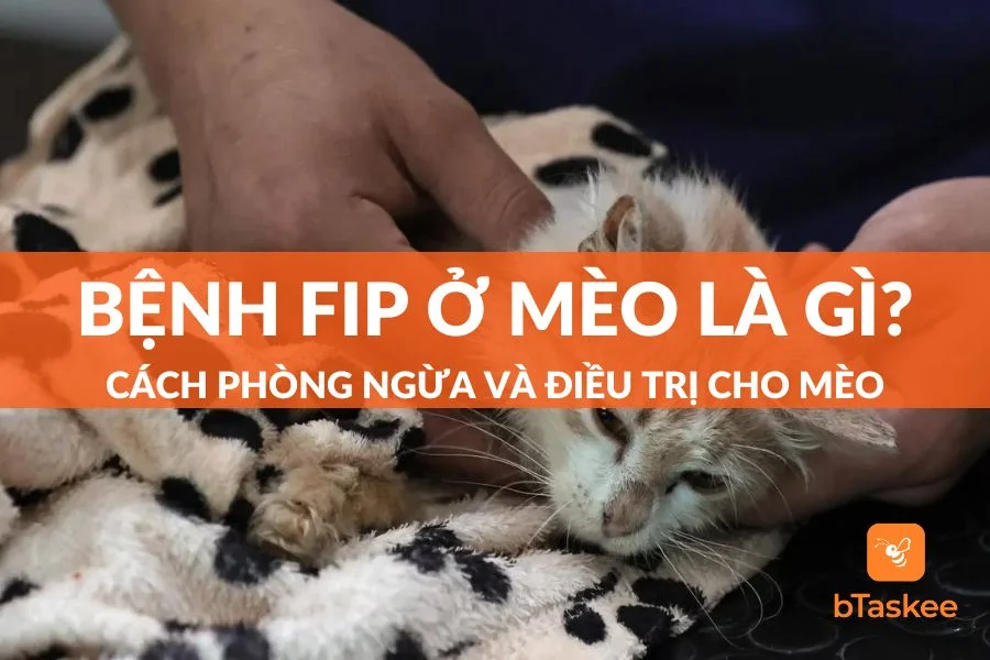 Bệnh FIP Ở Mèo Là Gì? Cách Phòng Ngừa, Điều Trị Cho Mèo