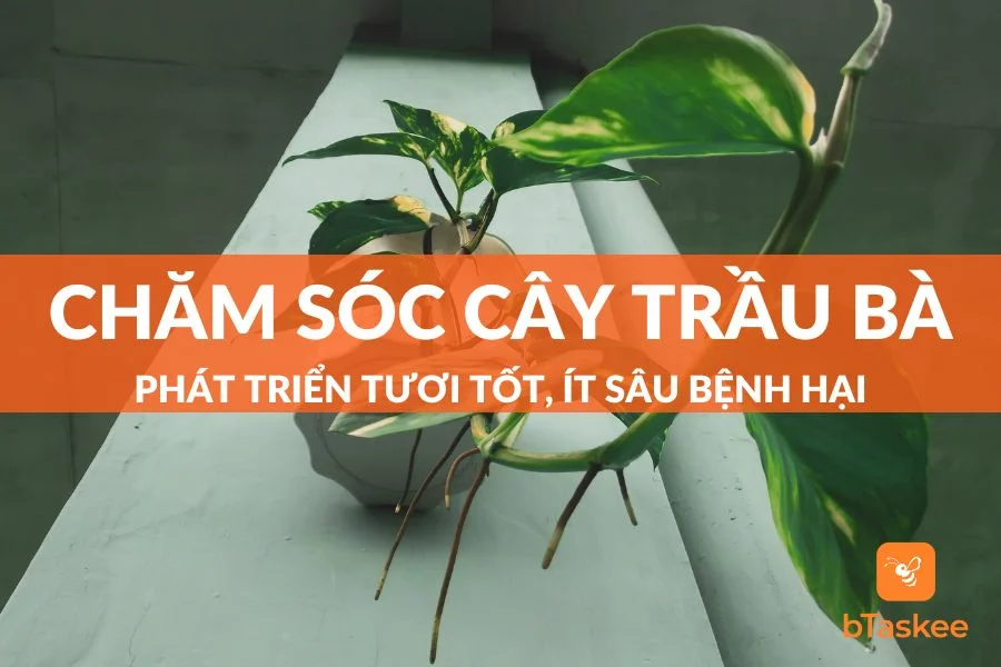 Cách Chăm Sóc Cây Trầu Bà Xanh Tốt, Ít Bị Sâu Bệnh Hại