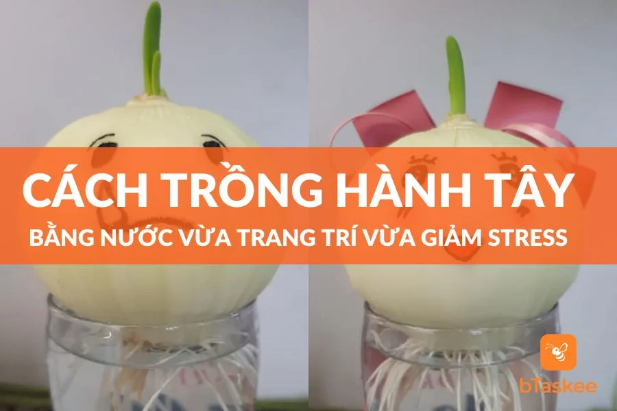 Cách Trồng Hành Tây Bằng Nước Giúp Giảm Stress