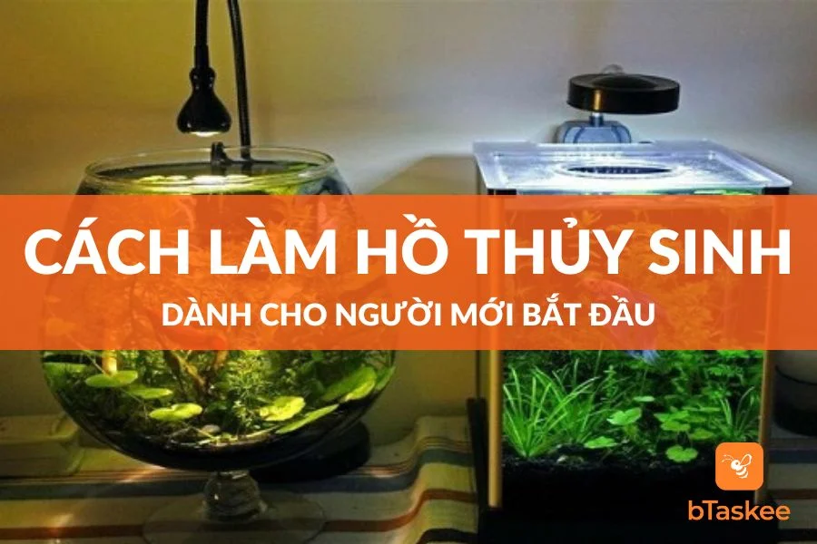 Cách Làm Hồ Thủy Sinh Dành Cho Người Mới Bắt Đầu