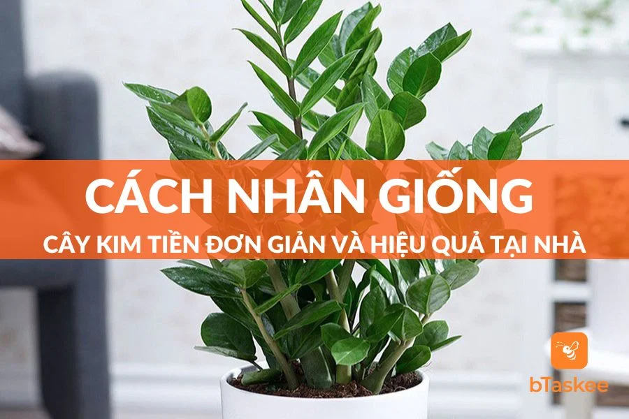 Cách Nhân Giống Cây Kim Tiền Đơn Giản Hiệu Quả Tại Nhà